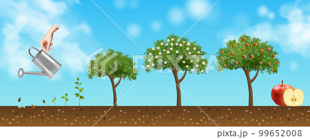 Apple Life Cycle Background 99652008