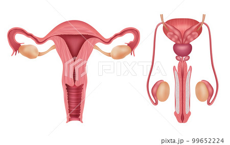 Reproductive system. Human male and female organs vagina penis biology infographic decent vector realistic template 99652224
