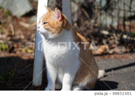 可愛い顔した地域猫の茶白のお母さん 可愛い顔した地域猫の茶白のお母さん 99652301