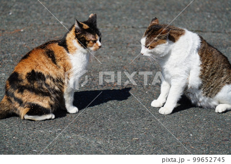 キジトラ白のお父さんとじゃれてたらケンカになった娘の三毛猫 99652745