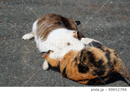 キジトラ白のお父さんとじゃれてたらケンカになった娘の三毛猫 キジトラ白のお父さんとじゃれてたらケンカになった娘の三毛猫 99652766