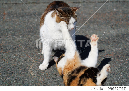 キジトラ白のお父さんとじゃれてたらケンカになった娘の三毛猫 キジトラ白のお父さんとじゃれてたらケンカになった娘の三毛猫 99652767