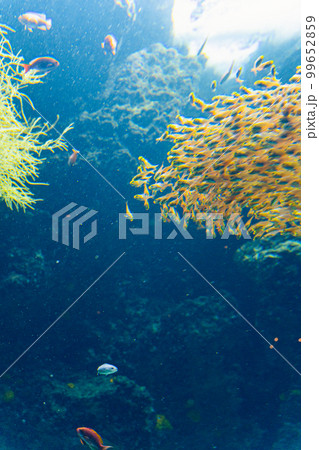 水族館熱帯エリア 水族館熱帯エリア 99652859