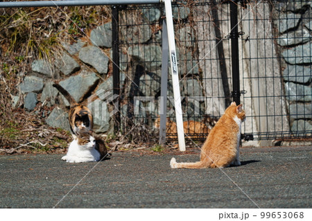 地域猫のキジトラ白のお父さんに茶白のお母さんに三毛猫姉ちゃんと二つ下の茶トラの弟家二 地域猫のキジトラ白のお父さんに茶白のお母さんに三毛猫姉ちゃんと二つ下の茶トラの弟家二 99653068