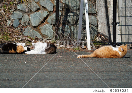 地域猫のキジトラ白のお父さんに茶白のお母さんに三毛猫姉ちゃんと二つ下の茶トラの弟家二 地域猫のキジトラ白のお父さんに茶白のお母さんに三毛猫姉ちゃんと二つ下の茶トラの弟家二 99653082