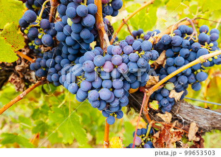 Yarra Valley Grape Vines in Australia 99653503