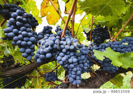 Yarra Valley Grape Vines in Australia Yarra Valley Grape Vines in Australia 99653509