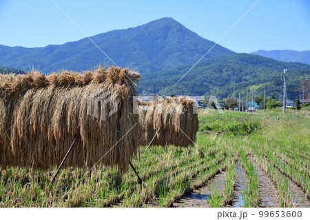 はざかけの稲刈り風景(上田平) はざかけの稲刈り風景(上田平) 99653600
