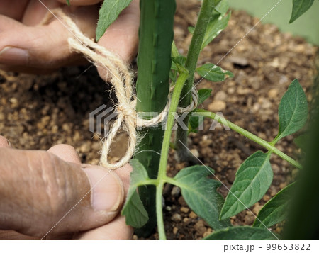野菜苗の誘引作業 99653822