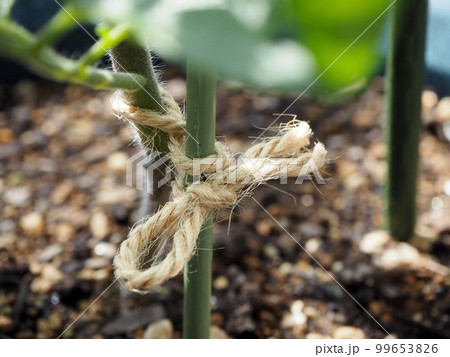 野菜苗の誘引 野菜苗の誘引 99653826