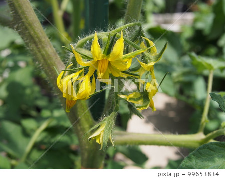 トマトの花 トマトの花 99653834