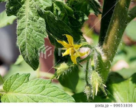 トマトの花 トマトの花 99653836