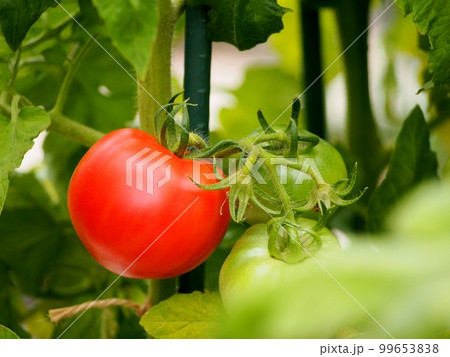 木で熟したトマト 99653838