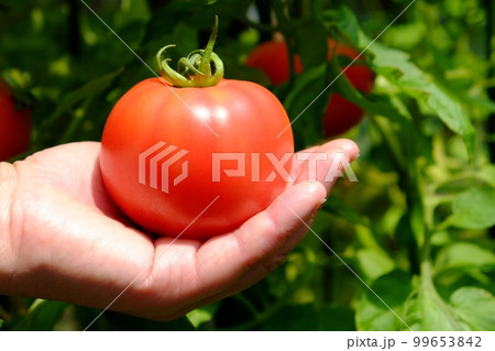 木で熟したトマトの収穫 木で熟したトマトの収穫 99653842