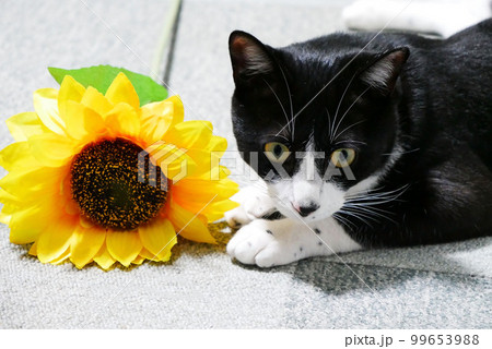 ひまわりとネコ 99653988