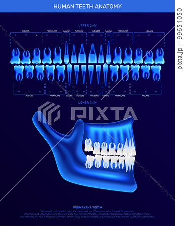 Human Teeth Realistic Infographics 99654050