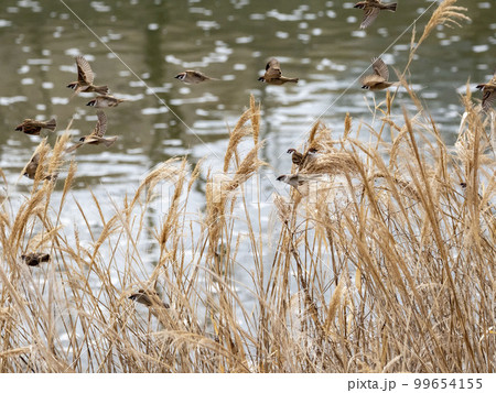 枯れた葦に居る沢山のスズメ 枯れた葦に居る沢山のスズメ 99654155