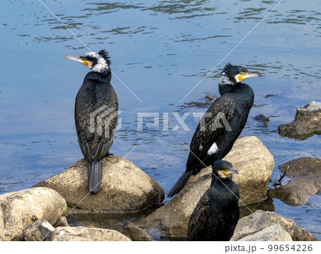 川にある岩の上で休んでいるカワウ 99654226