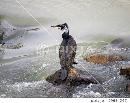 川にある岩の上で休んでいるカワウ 99654247