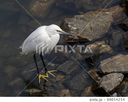 川でエサの小魚を探しているコサギ 99654254