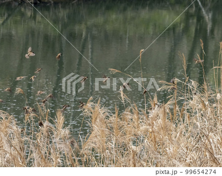 枯れた葦に居る沢山のスズメ 99654274