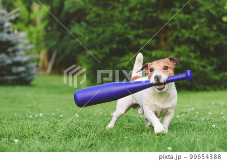 Dog holding in mouth kid's baseball bat trying to make swing. Funny baseball player on grass 99654388