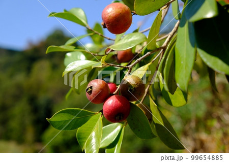 ストロベリーグアバ ストロベリーグアバ 99654885