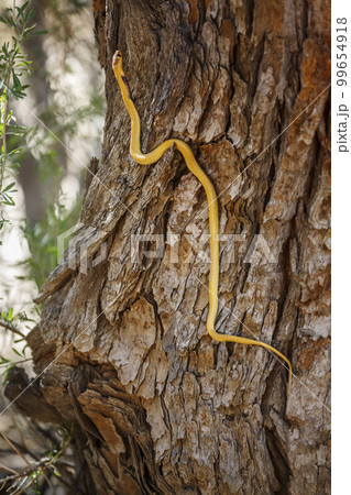 Cape cobra in Kgalagadi transfrontier park, South Africa 99654918