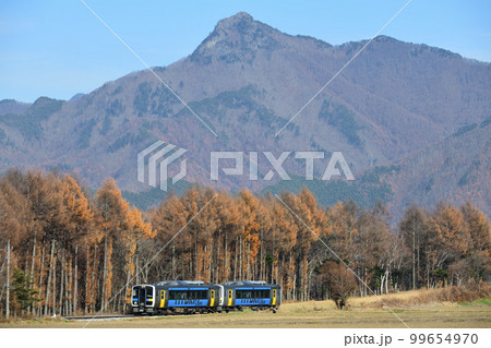 紅葉のカラ松林を背景に走る小海線のローカル列車 99654970