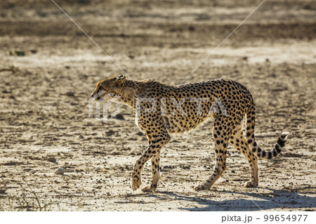 Cheetah in Kgalagadi transfrontier park, South Africa Cheetah in Kgalagadi transfrontier park, South Africa 99654977