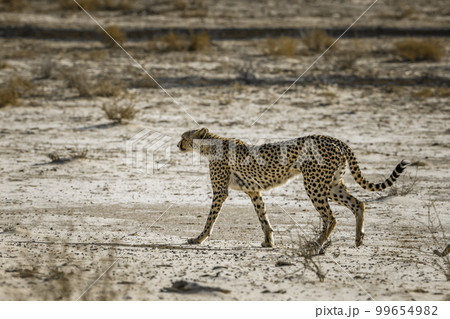 Cheetah in Kgalagadi transfrontier park, South Africa Cheetah in Kgalagadi transfrontier park, South Africa 99654982