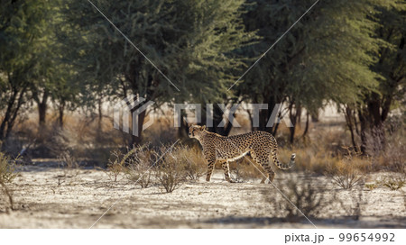Cheetah in Kgalagadi transfrontier park, South Africa Cheetah in Kgalagadi transfrontier park, South Africa 99654992
