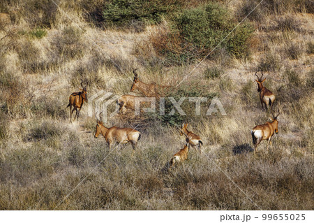 Hartebeest in Kgalagadi transfrontier park, South Africa 99655025