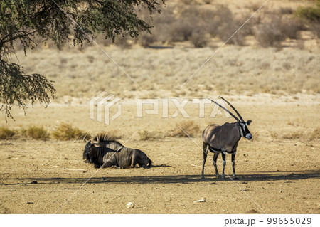 South African Oryx and Blue wildebeest in Kgalagadi transfrontier park, South Africa 99655029