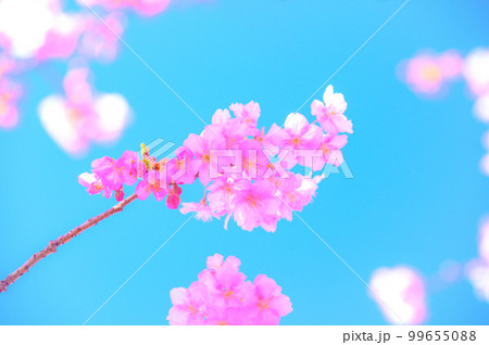 満開の桜と青空 99655088