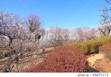 羽根木公園 ウメ 羽根木公園 ウメ 99655173