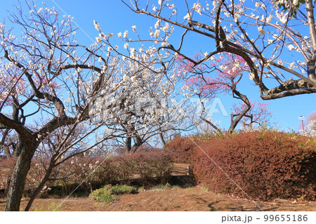 羽根木公園 ウメ 羽根木公園 ウメ 99655186