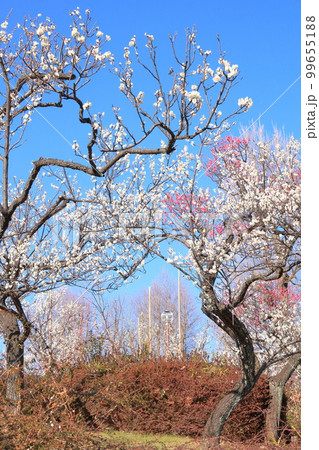 羽根木公園　ウメ 99655188