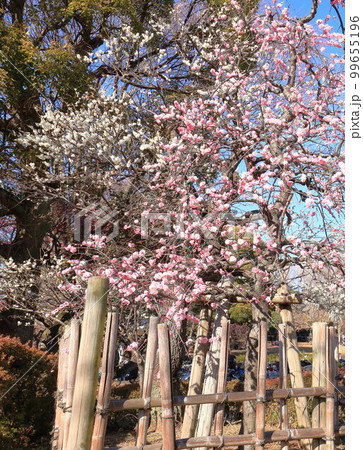 羽根木公園 ウメ 羽根木公園 ウメ 99655196