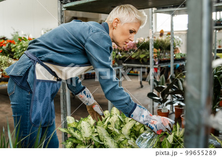 Open new floral business. Woman watering beautiful houseplant at home. Open new floral business. Woman watering beautiful houseplant at home. 99655289