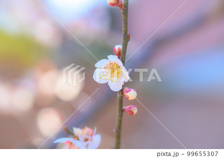 満開の白梅の花 満開の白梅の花 99655307