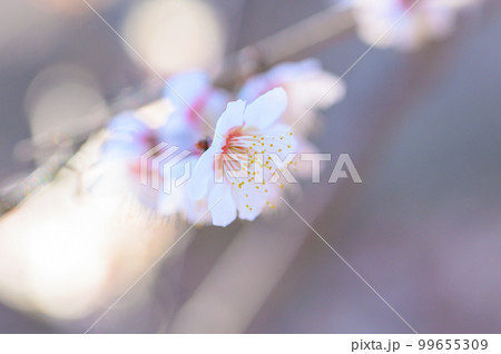 満開の白梅の花 満開の白梅の花 99655309