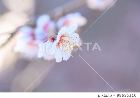 満開の白梅の花 99655310
