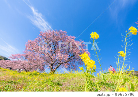 河津桜と菜の花の共演　みなみの桜祭り　2023年撮れたて 99655796