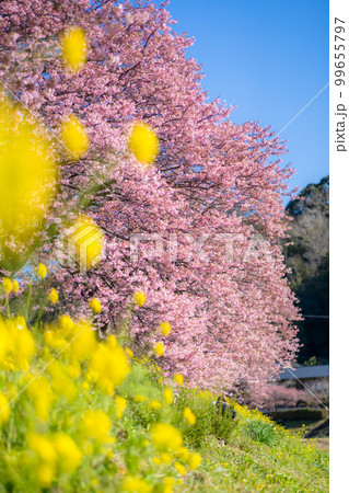 河津桜と菜の花の共演　みなみの桜祭り　2023年撮れたて 99655797