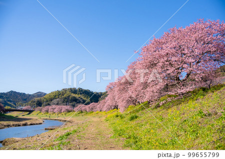 河津桜と菜の花の共演　みなみの桜祭り　2023年撮れたて 99655799