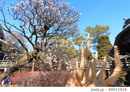 西澄寺 本堂と梅 西澄寺 本堂と梅 99655926
