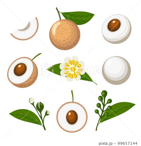 Longan colored cartoon isolated Longan colored cartoon isolated 99657144