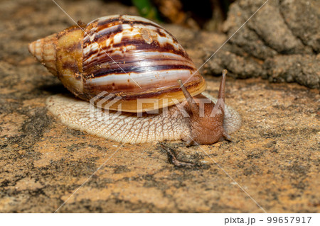 Giant African Land Snail (Achatina fulica), Tsingy de Bemaraha, Madagascar wildlife 99657917