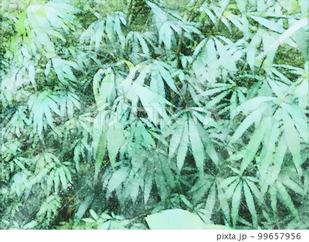 健康的な夏の大麻畑のイラスト/アートワーク 99657956